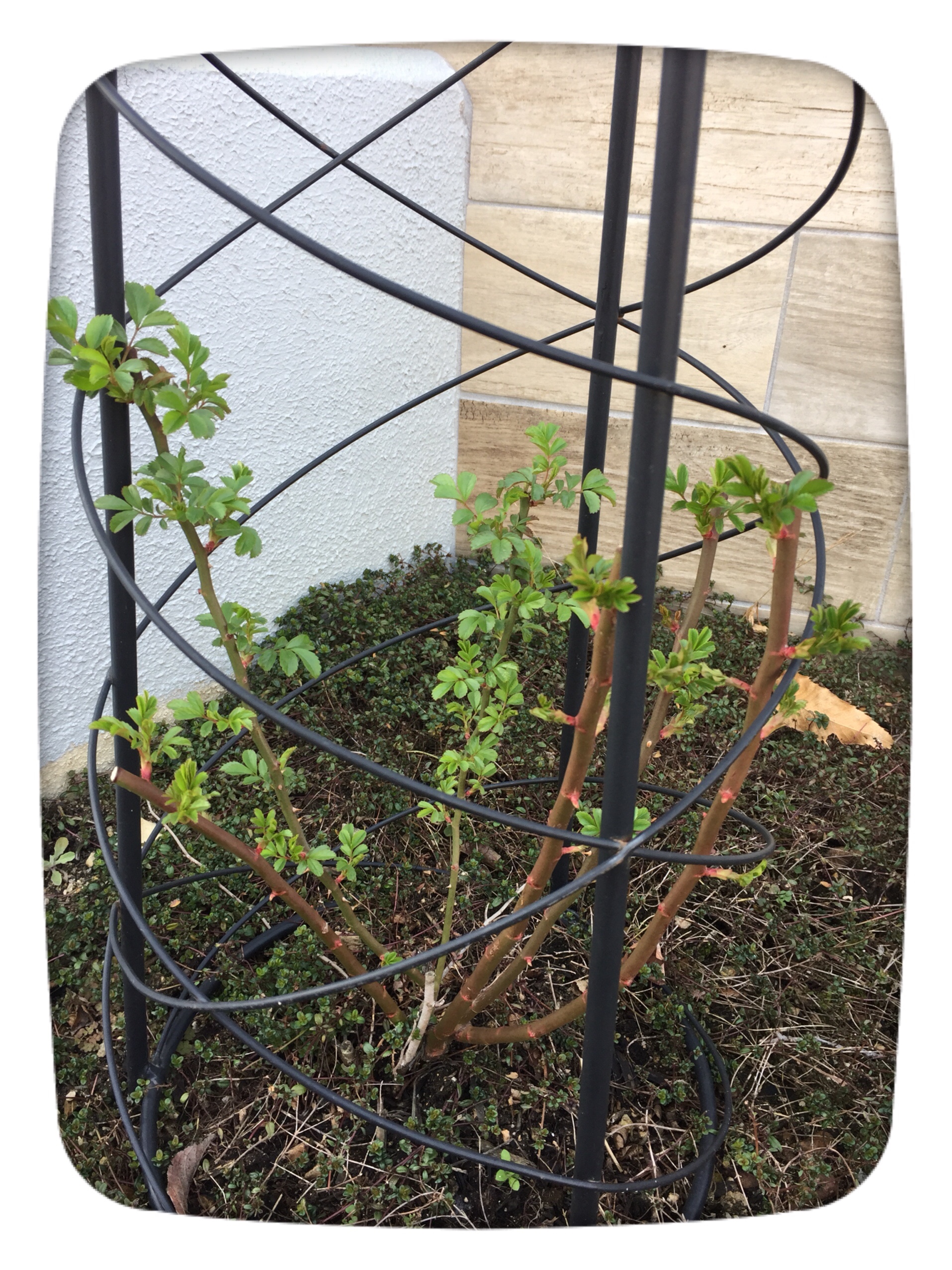 はる＊ハル＊春